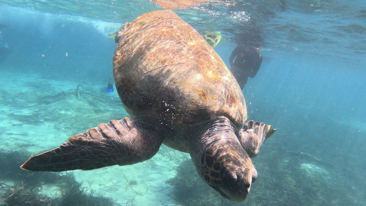 Zypern - University of Nicosia