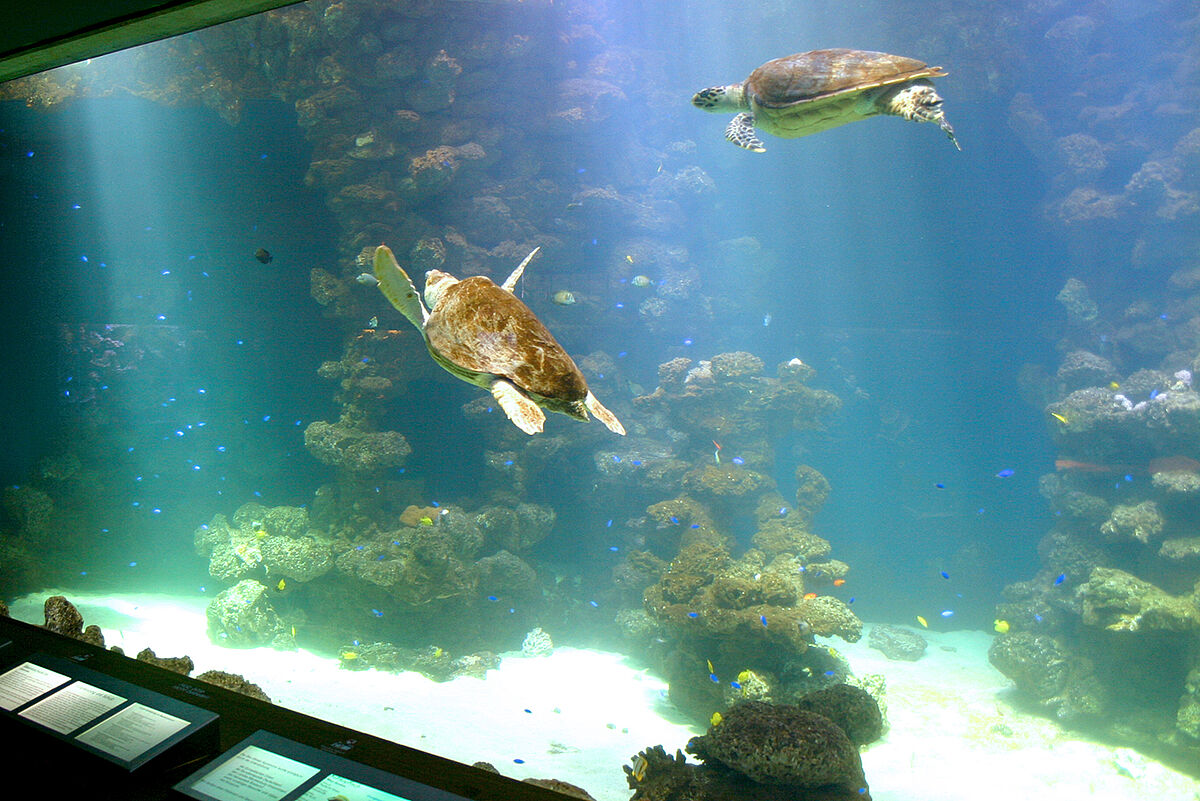 Schildkröten-Aquarium im Meeresmuseum Stralsund